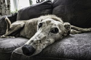 The Ultimate Guide To Starting Your Own House Sitting Business Your Company Formations